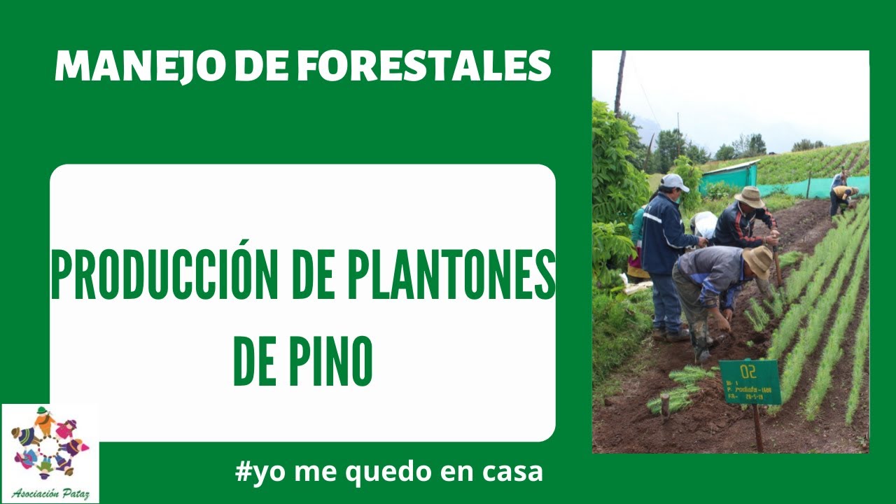 Producción de plantones de pino. Modulo 2