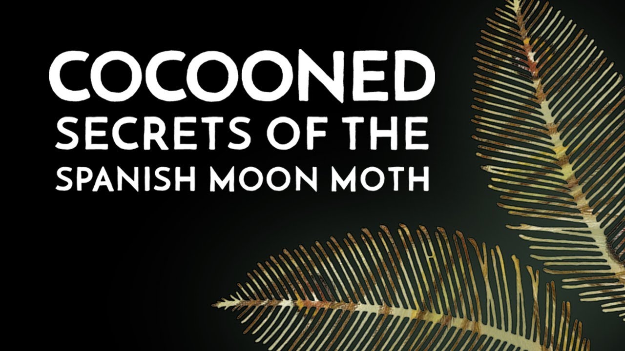 Cocooned - Secrets of the Spanish Moon Moth - Documentary