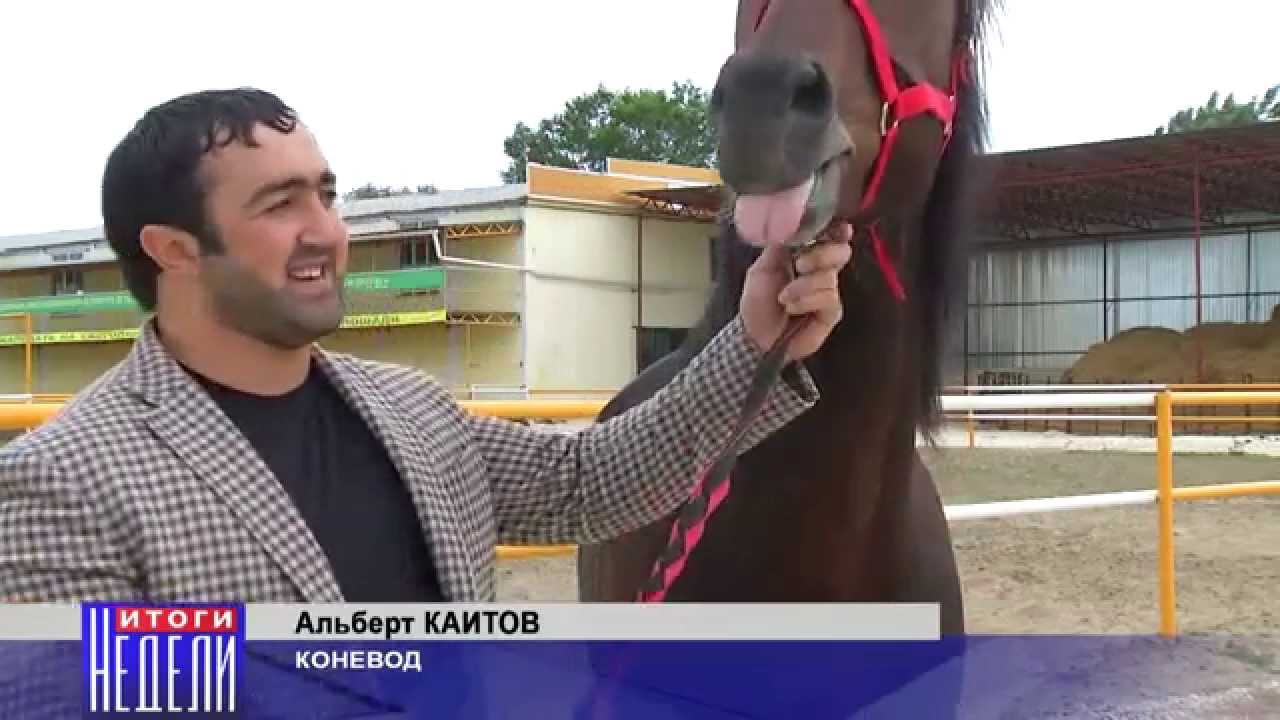 Конь Риф – победитель различных скачек и конкурсов
