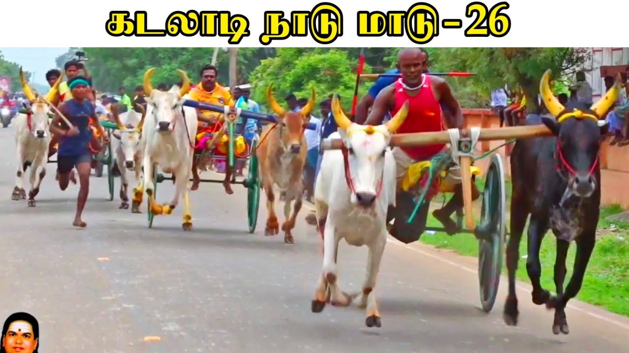 கடலாடி நடு மாடு (27.10.22) தேவர் குருபூஜை பந்தயம் இராமநாதபுரம் @திருநாதன்