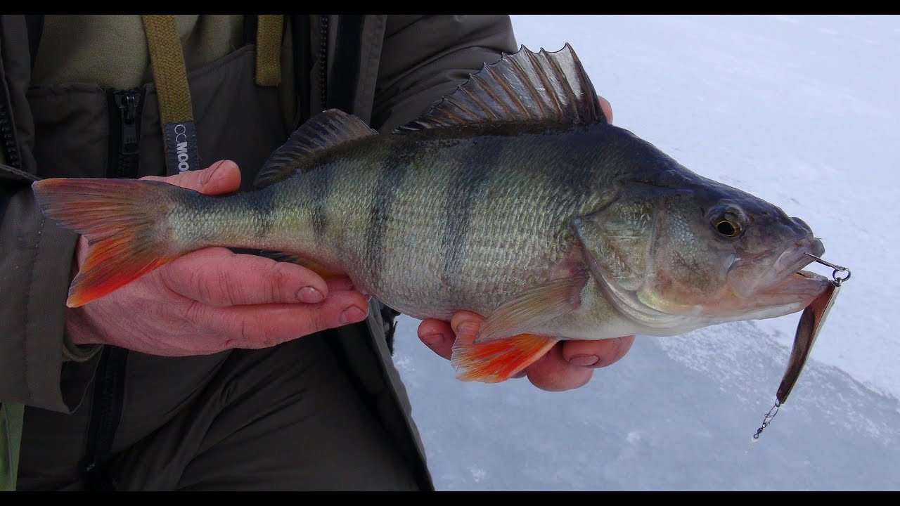Apie žūklę 2014 02 14. Poledinė e&scaron;erių žūklė blizgute.