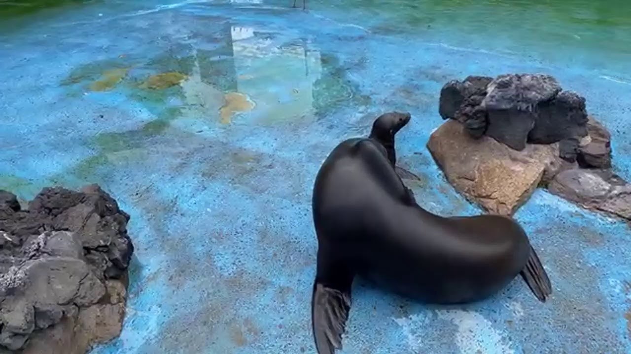 アシカ池から大切なお知らせ【天王寺動物園】
