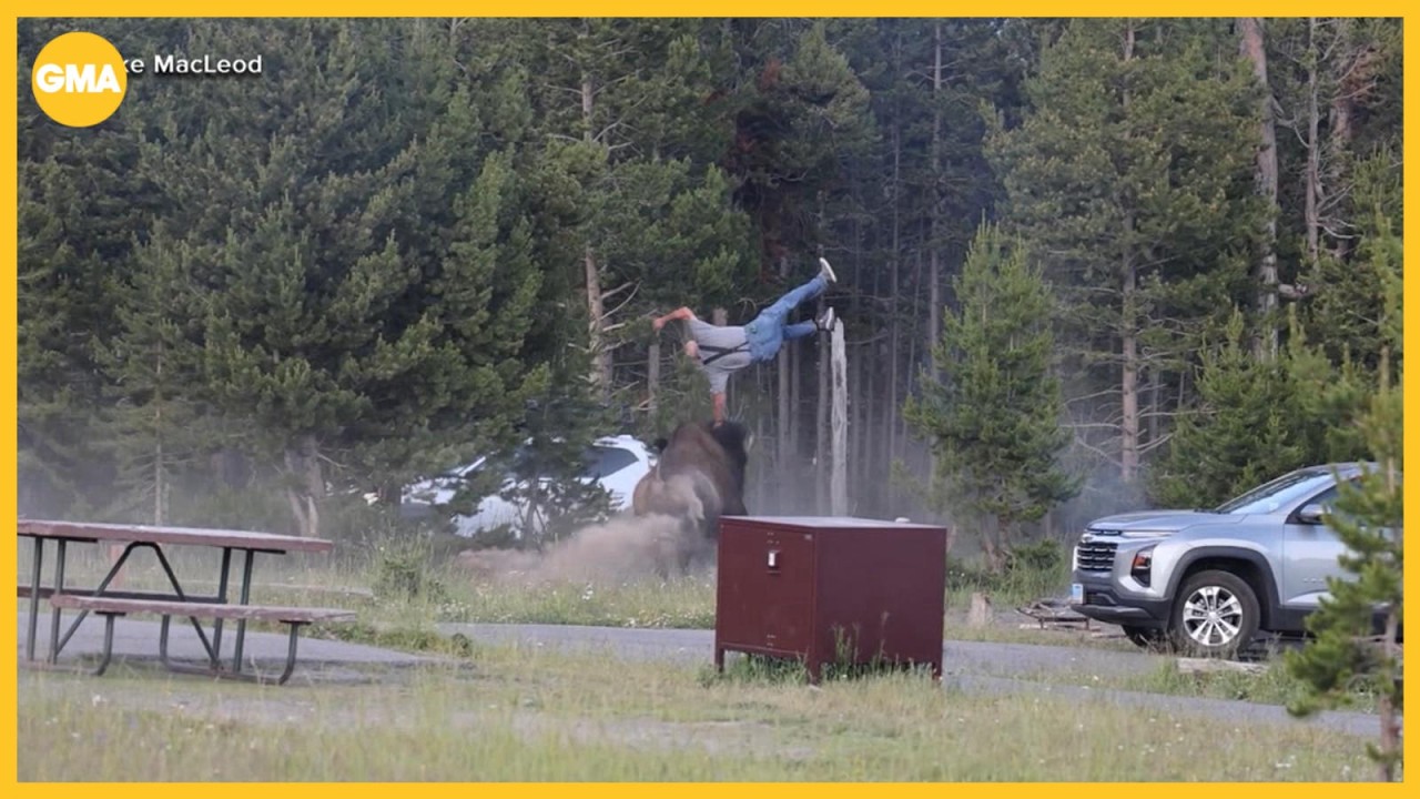 New video shows bison attacking visitor in Yellowstone