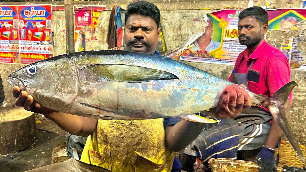 KASIMEDU SPEEDSELVAM 24 кг БОЛЬШОГО РАЗМЕРА ТУНЦА, ВИДЕО НАРЕЗКИ #kasimeduselvam #fishcutting