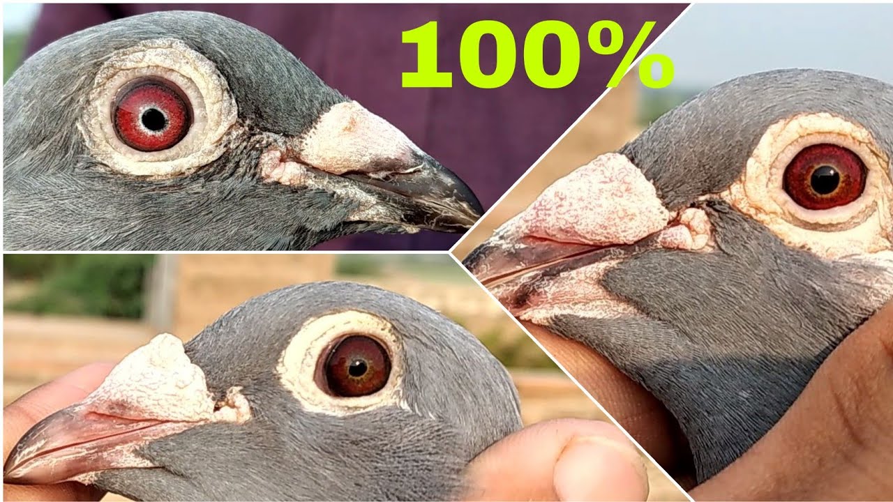 Top Performance Racer Piegon Eye Signs| Racing pigeons eye sign| Racing pigeons 2021| #kalapati2021