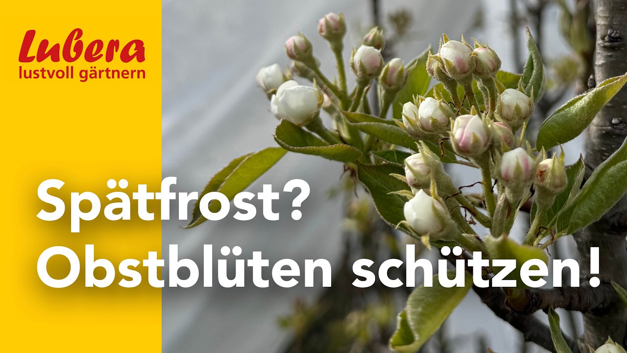 Obstbaumbl&uuml;ten vor Frost sch&uuml;tzen: 2 einfache Methoden erkl&auml;rt
