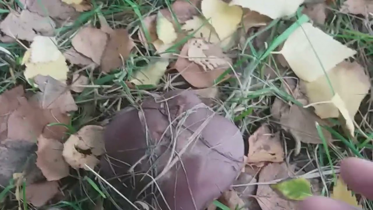 英国小镇，wood blewit，采到了紫蘑菇，有朋友知道中文名称的请赐教。