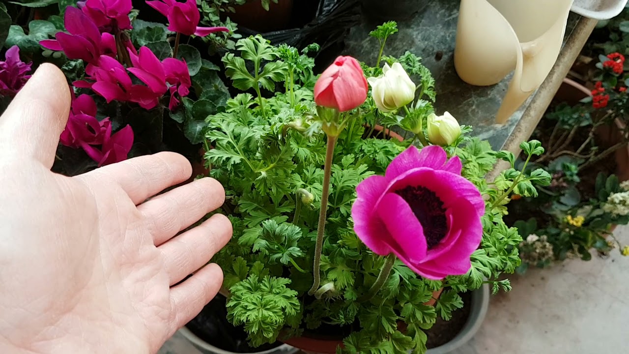 floraison de l'an&eacute;mone coronaria (arabe et fran&ccedil;ais)
