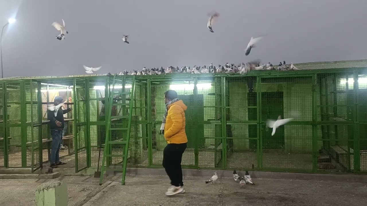 Arsad bhai Aligarh 205 kabutar ke match ka shauk kijiye