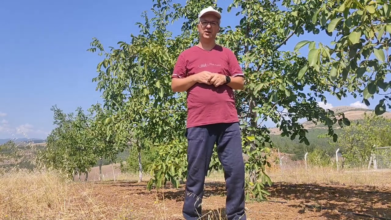Ceviz Bahçesinde Sezon Ortasında (Temmuz ve Ağustos Ayında ) Yapılan Uygulamalar