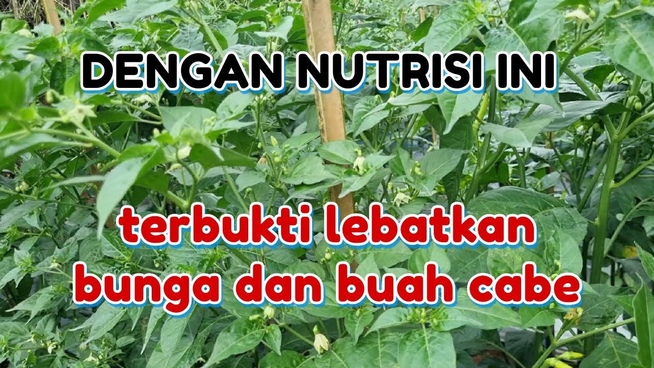NUTRISI TANAMAN CABAI FASE GENERATIF PUPUK PERANGSASNG BUNGA DAN BUAH PADA TANAMAN CABE