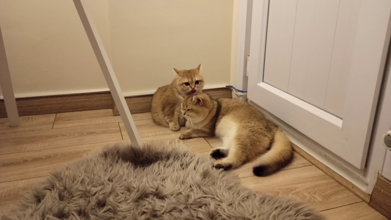 British Shorthair - 2 kediniz olursa.. Simba ve Papatya'nin halleri 😇😇