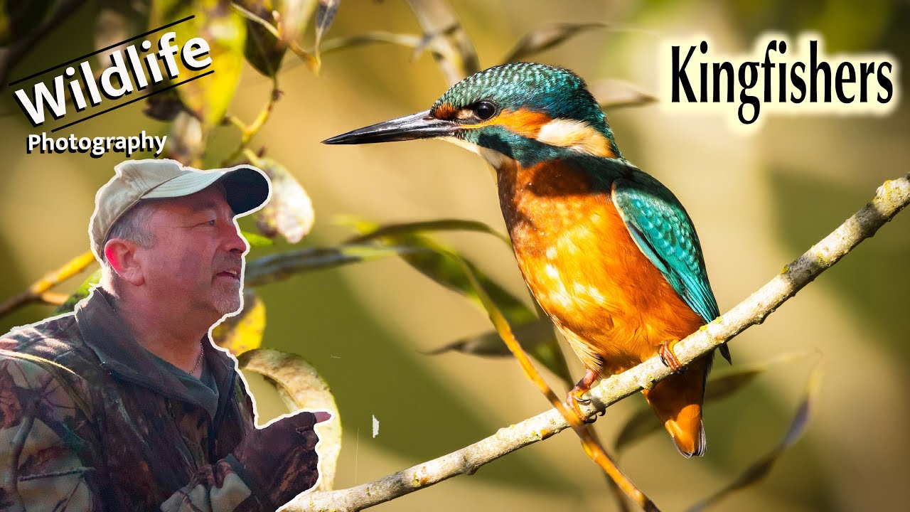 UK Wildlife and Nature Photography - Photographing Kingfishers