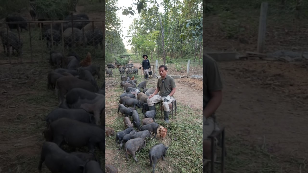 หมูเลี้ยงแบบกึ่งธรรมชาติในป่า#pig #farming #organicfarm  #naturallyraisedpigs #บ้านทับตะวัน 