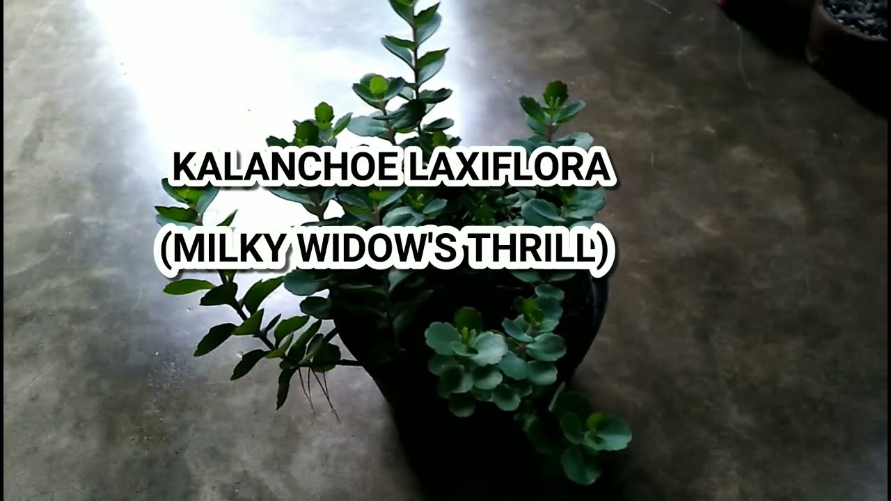KALANCHOE LAXIFLORA SUCCULENT PROPAGATION (MILKY WIDOW'S THRILL)
