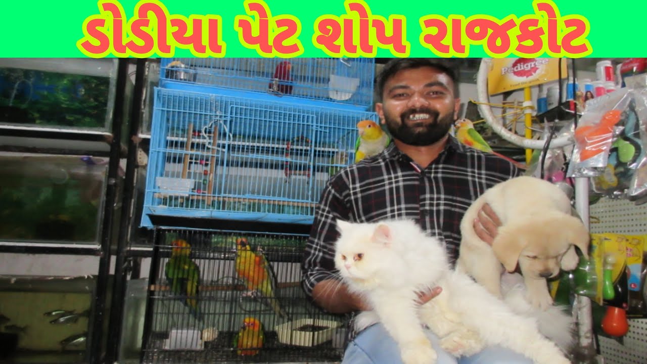 Dodiya pet shop | Rajkot