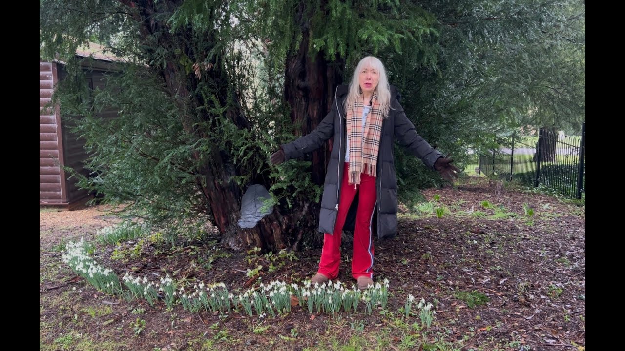 Snowdrops @OSTENTUM1 ￼