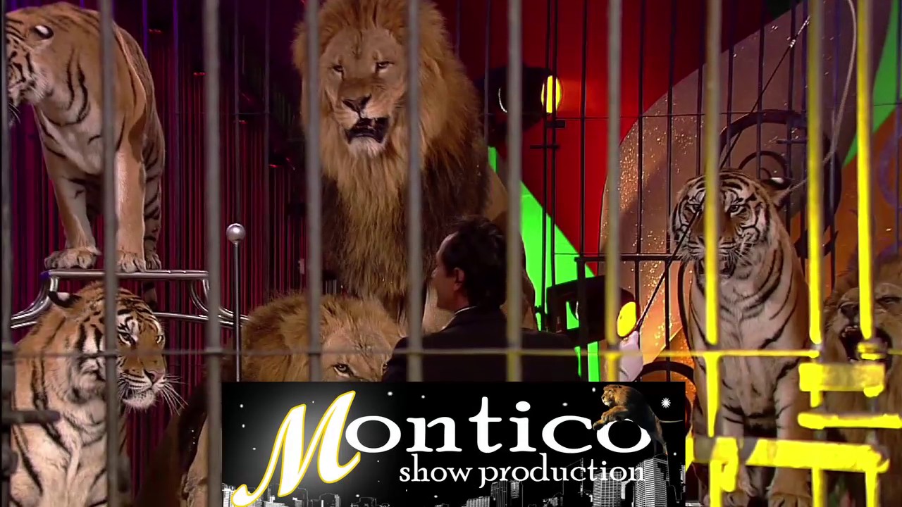 Montico Redy Leoni e Tigri