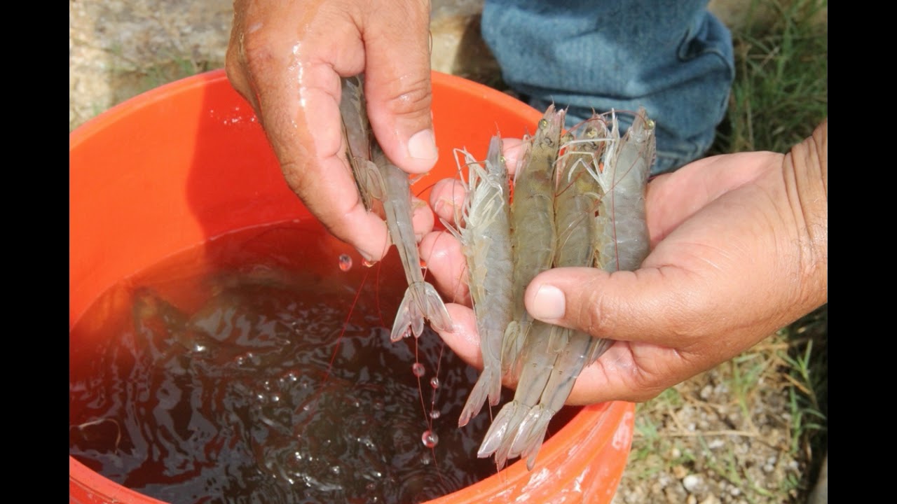 Producción de Camarones: Condiciones para su cultivo comercial