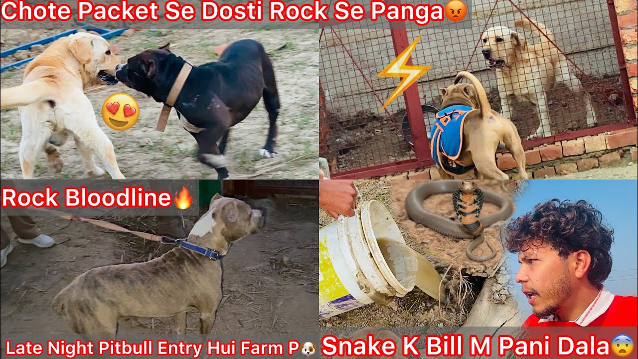 Farm K Ander Sanke Ka Bill Mila😨Pani Dal Kar Bhar Nikala😰|| Rock Ki Beti Dora Ki Entry Hui Farm Par😍