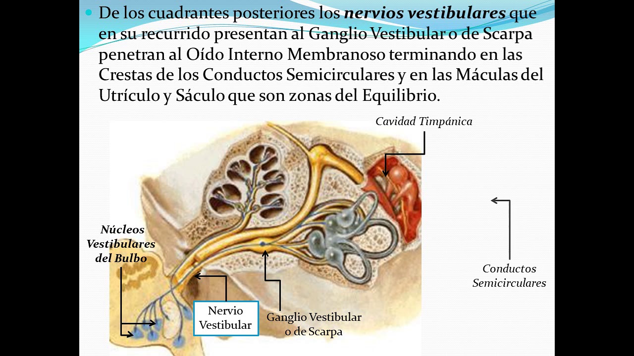 VIII Par Craneal Vestibulococlear
