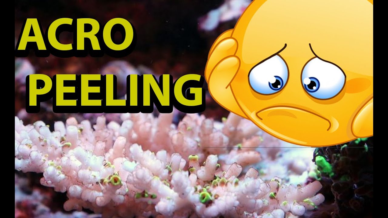 Acropora Peeling \\ Why Is This Happening & How To Prevent