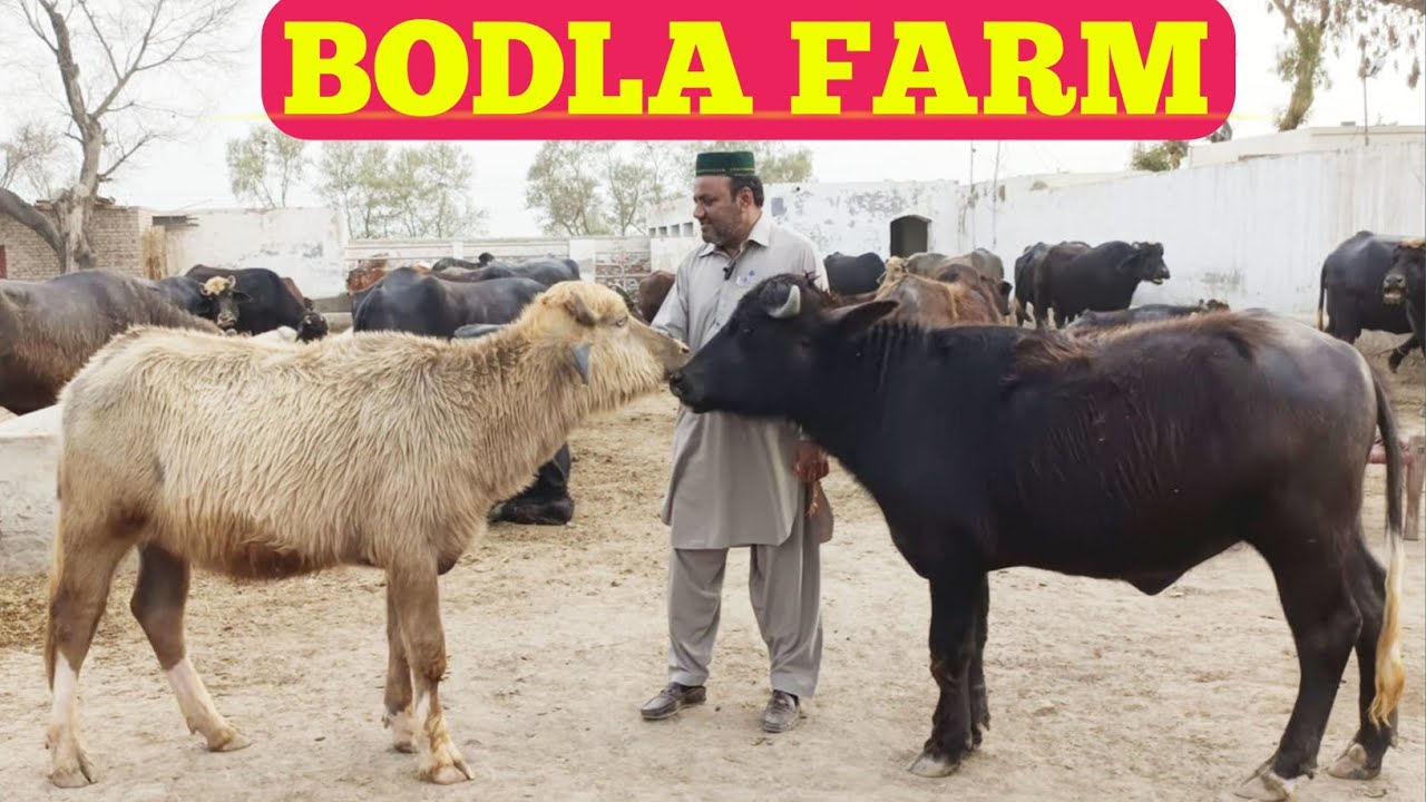 Pure Nili Buffalo Farm || Pir Imtiaz Ahmad Bodla Sb || Pak Buffalo Tv 🐂