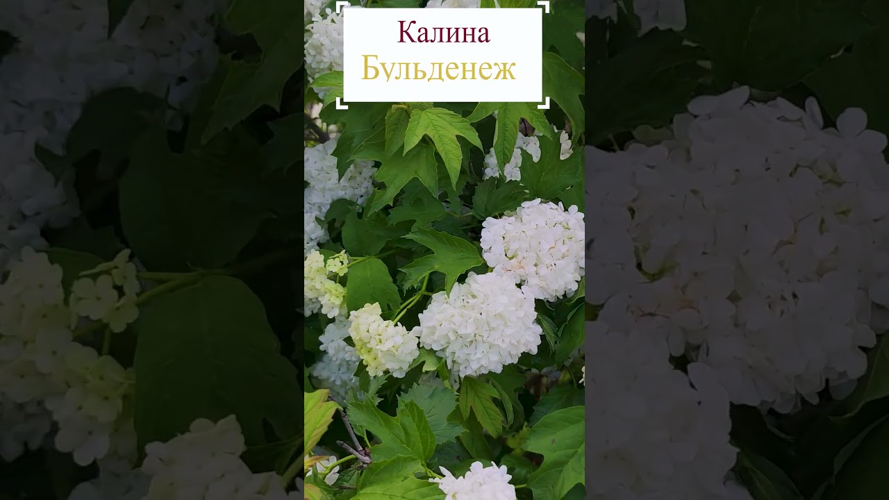 Калина Бульденеж в саду.😍 #flowerworld #цветы #flowers