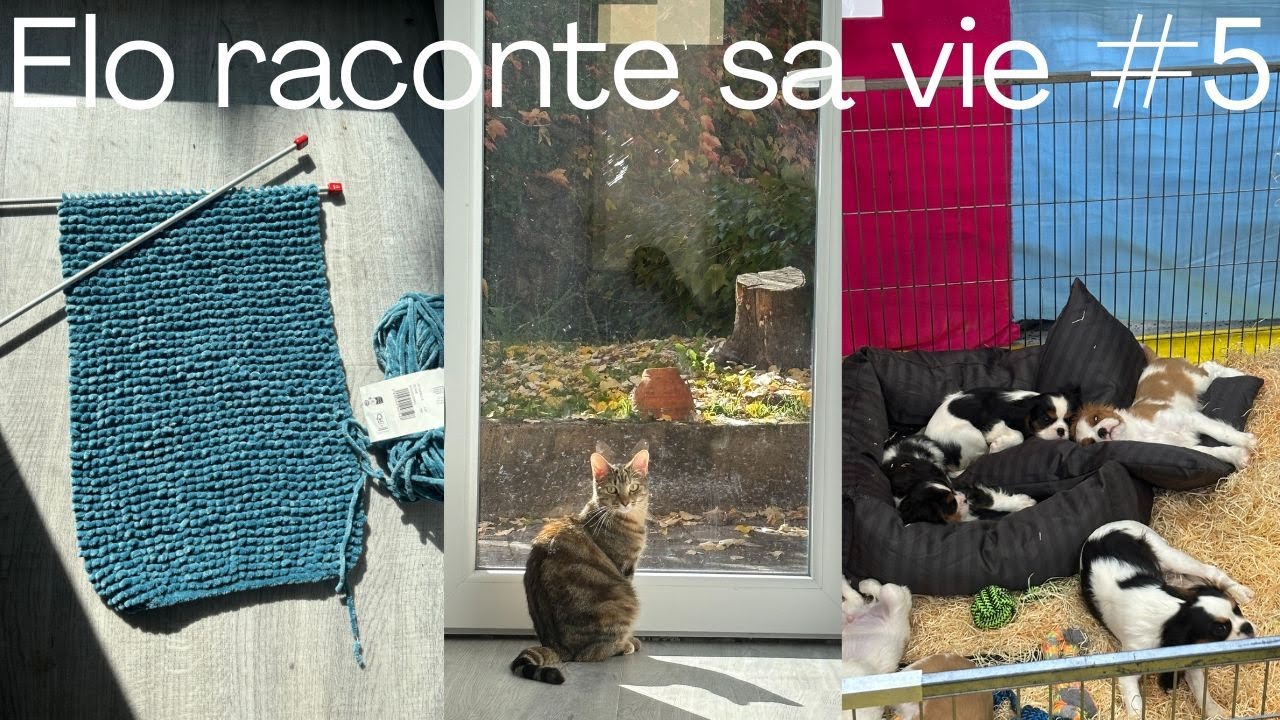 Elo raconte sa vie #5 (adoption de chat, salon du chiot, tricot...)