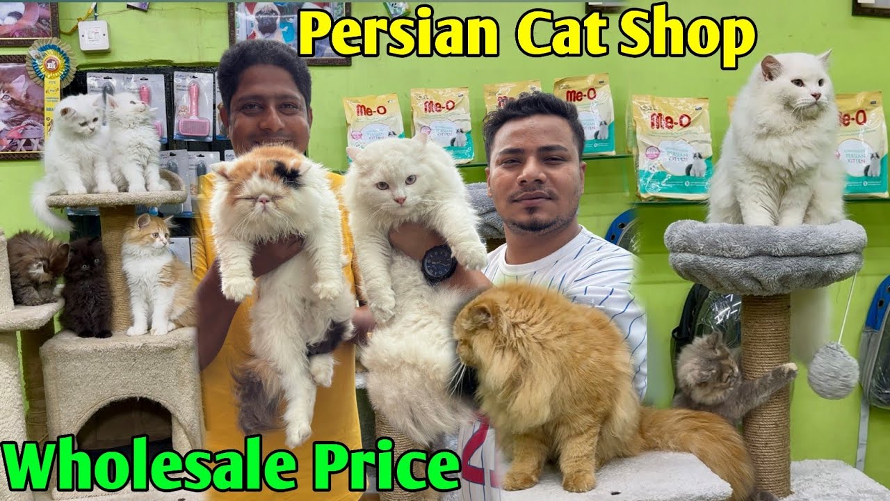 Persian Cat Shop in Kolkata. Cat Market in Kolkata. Kolkata Cat Market.