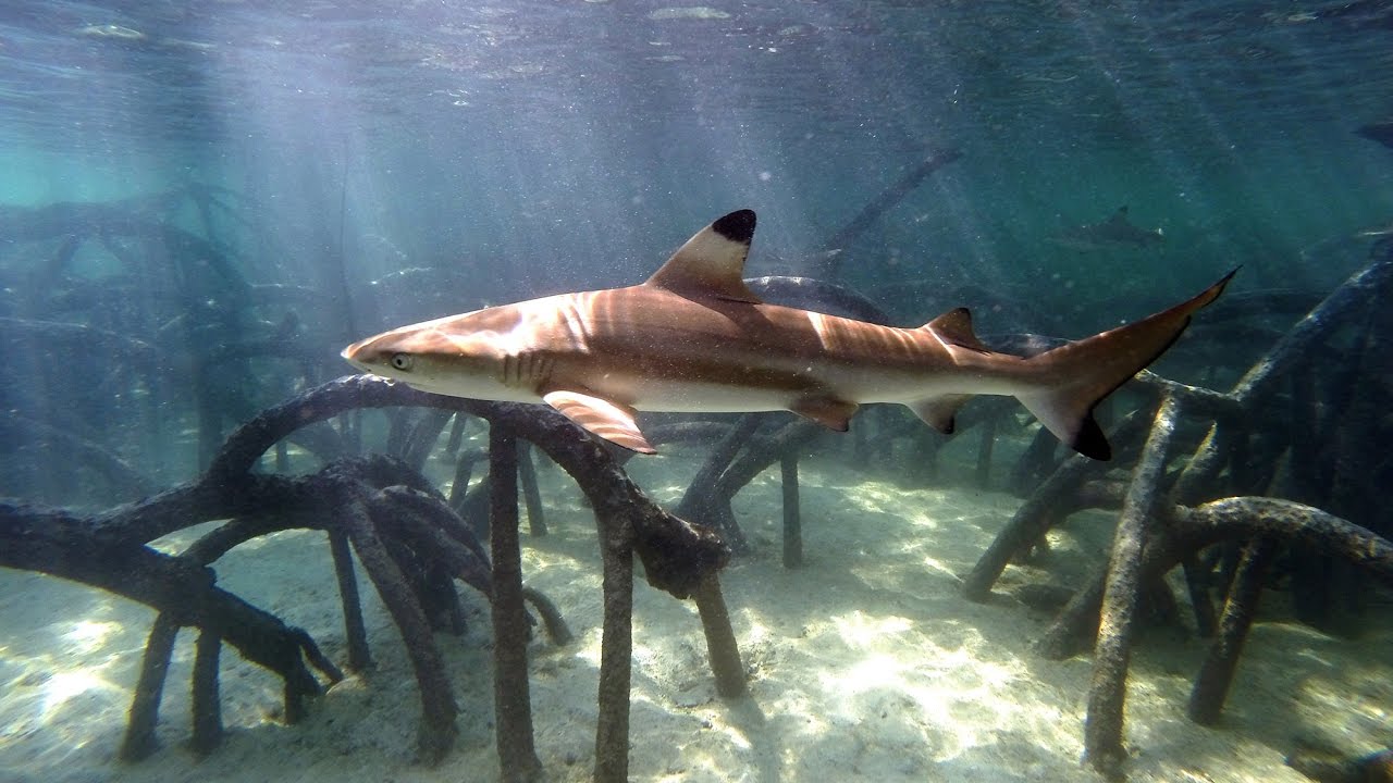 Snorkeling in Surin, Thailand