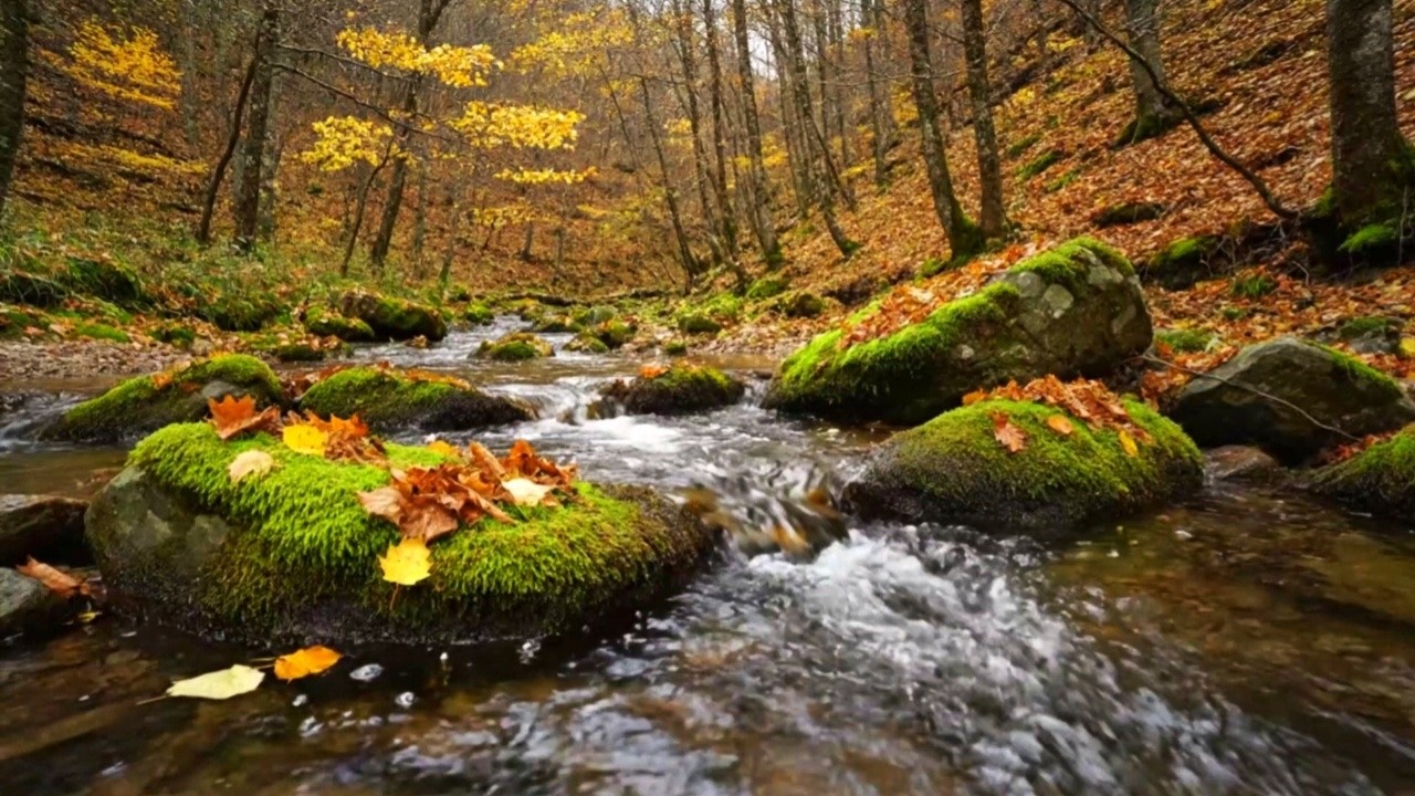 NATURAL RIVER FLOW FOR SLEEPING, RELAXATION, STUDY AND INSOMNIA RELIEF | CALM WATER SOUND