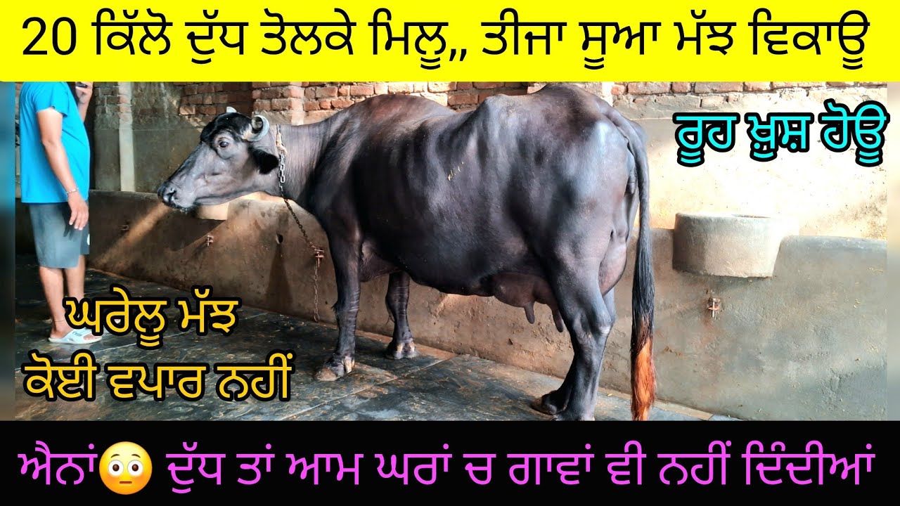 20 ਕਿੱਲੋ ਦੁੱਧ ਤੋਲਕੇ ਦੇਣਾ ਬਾਈ ਕਹਿੰਦਾ, ਫਿਰ ਮੱਝ ਲੈਕੇ ਜਾਇਓ 98784-90576  high milking murah buffalo sale.