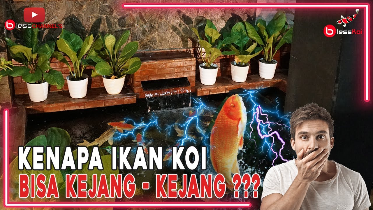 KENAPA IKAN KOI BISA KEJANG - KEJANG ???