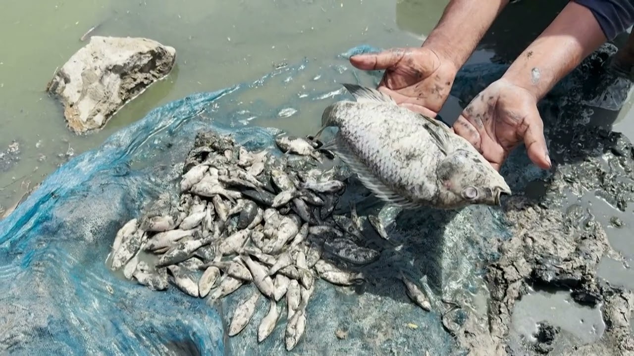 Hundreds of dead fish found in New Delhi lake amid heatwave