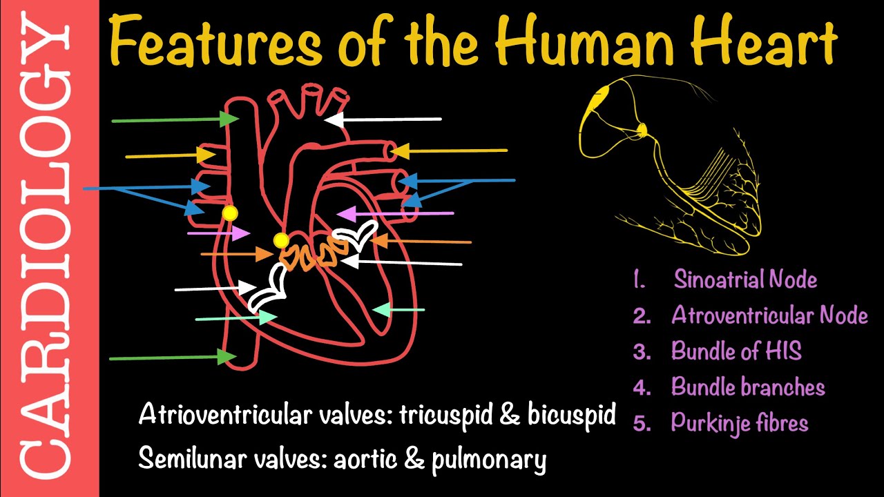 Anatomy of the Human Heart | Circulatory System