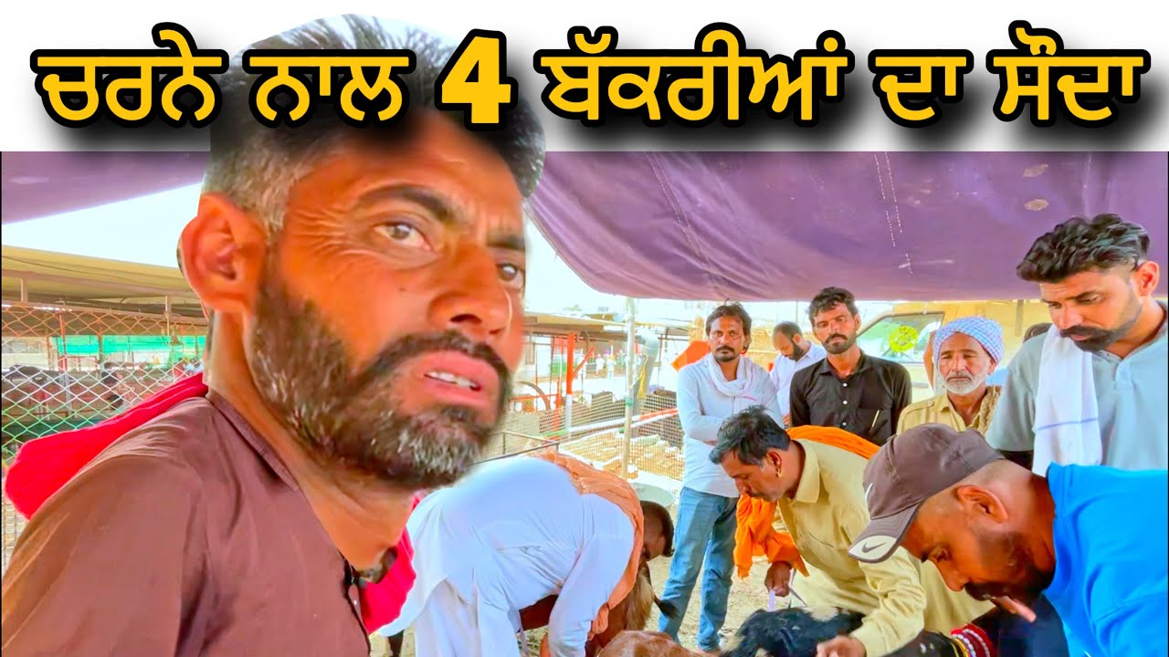 ਚਰਨੇ ਨਾਲ 4 ਬੱਕਰੀਆਂ ਦਾ ਸੌਦਾ | Tungwali bakra mandi | #goat #bakramandi #rajudirba