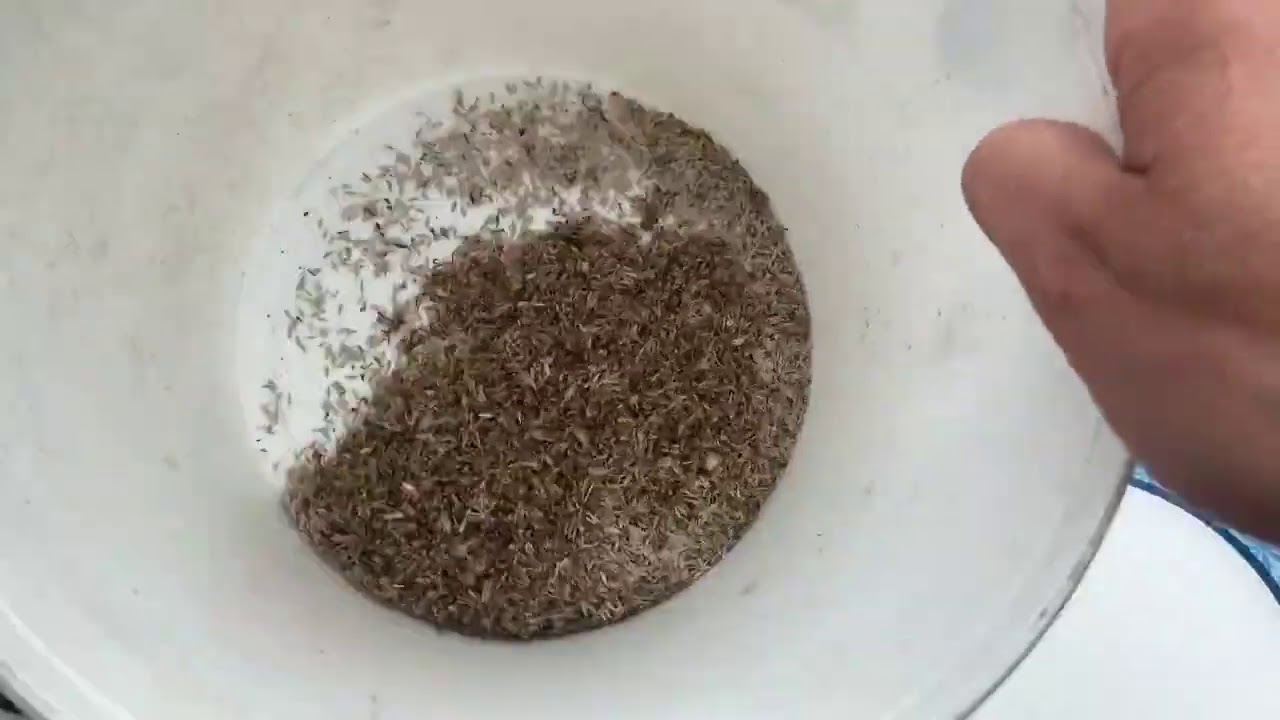 Collecting and Saving Lettuce Seeds