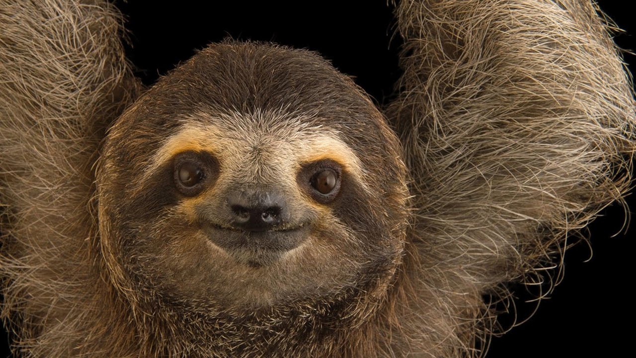 The World's SLOWEST Land Animals