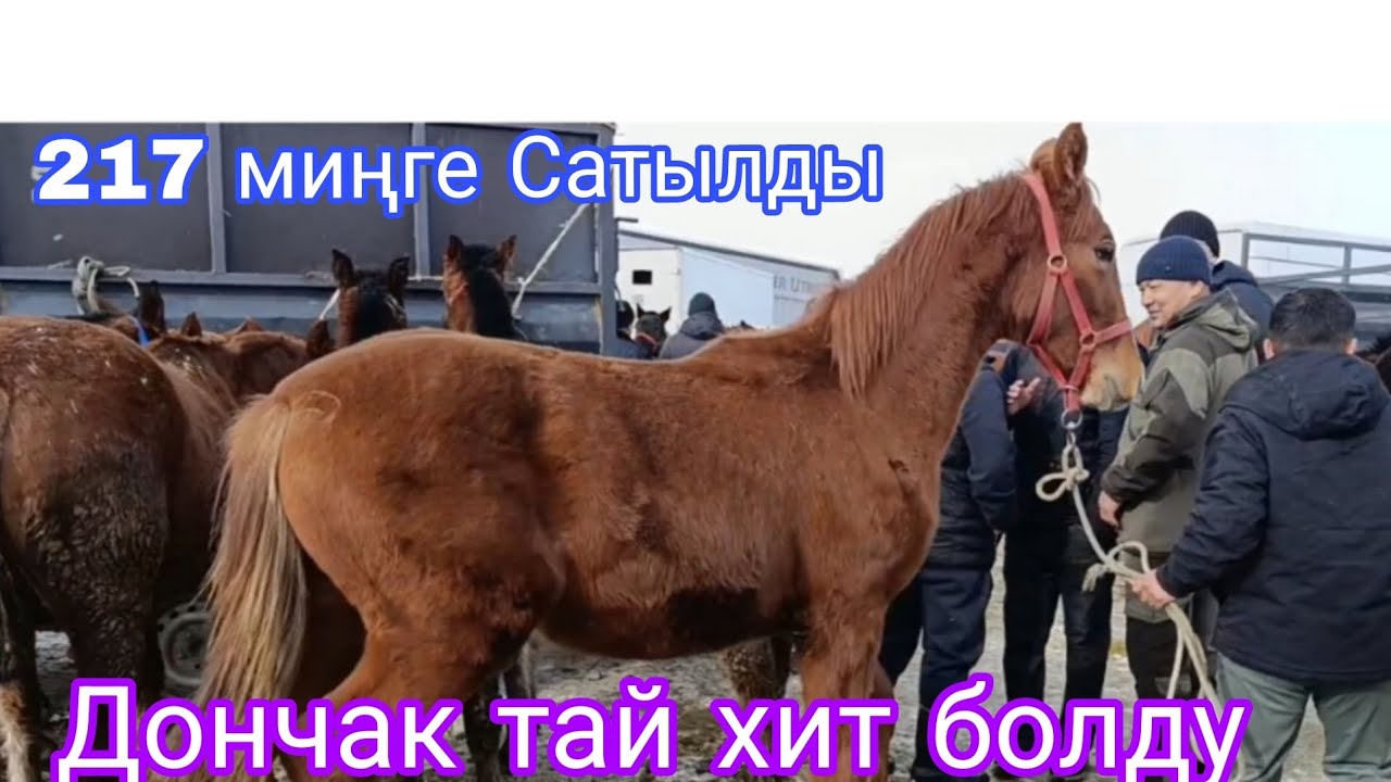 25 -Январь Сокулук мал базар Эл көп болду