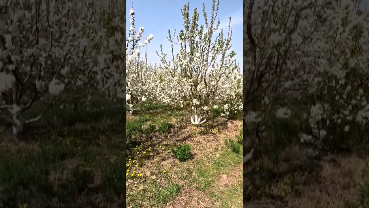 #Fergana#nature #beautiful#spring