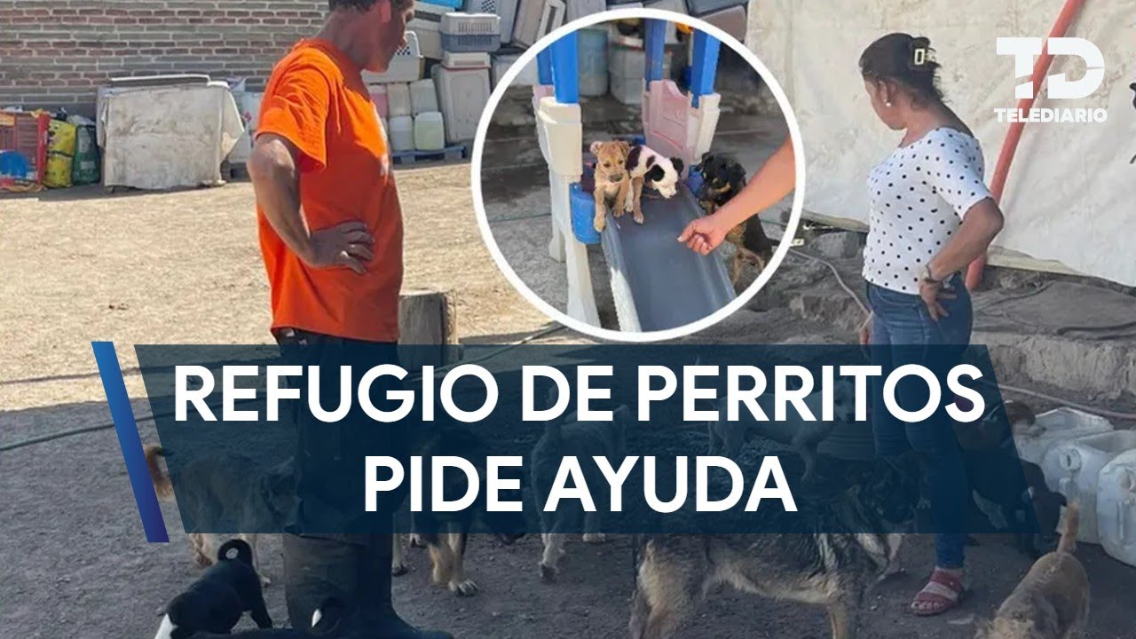 Refugio con más de 200 perritos rescatados en Zapopan pide ayuda a la ciudadanía
