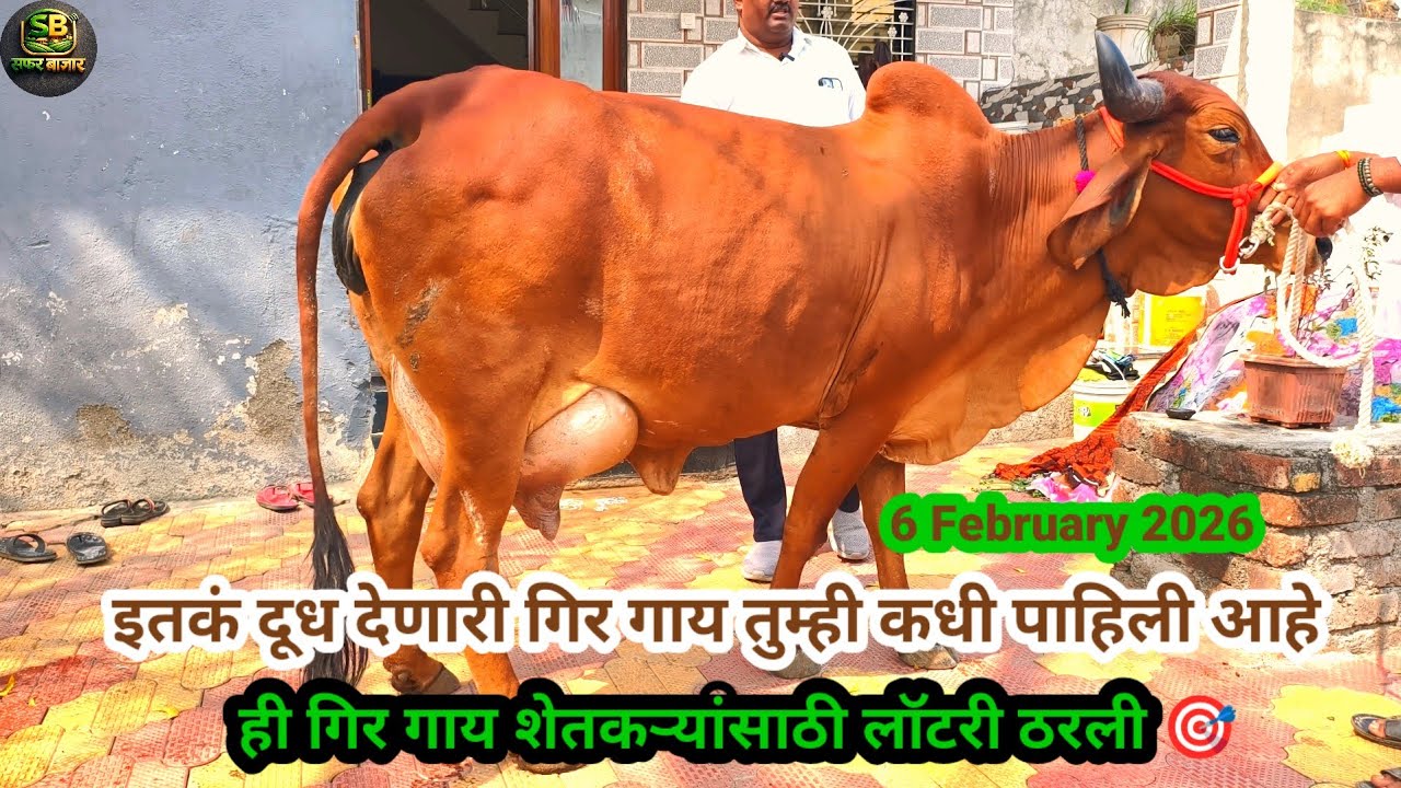 इतकं दूध देणारी गिर गाय तुम्ही कधी पाहिली आहे का?||ही गिर गाय शेतकऱ्यांसाठी लॉटरी ठरली 🎯