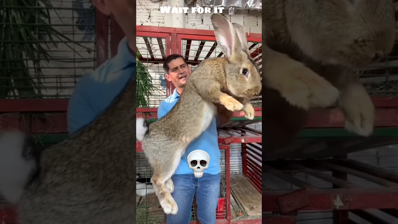 "Unbelievable Rabbit Trade Caught on Camera! 🤯🐰 