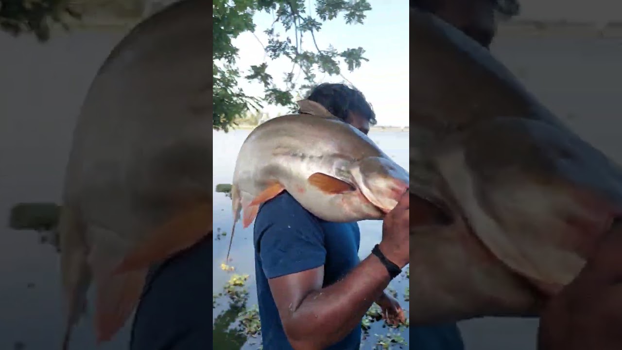 Lake monster |Assaam vaala