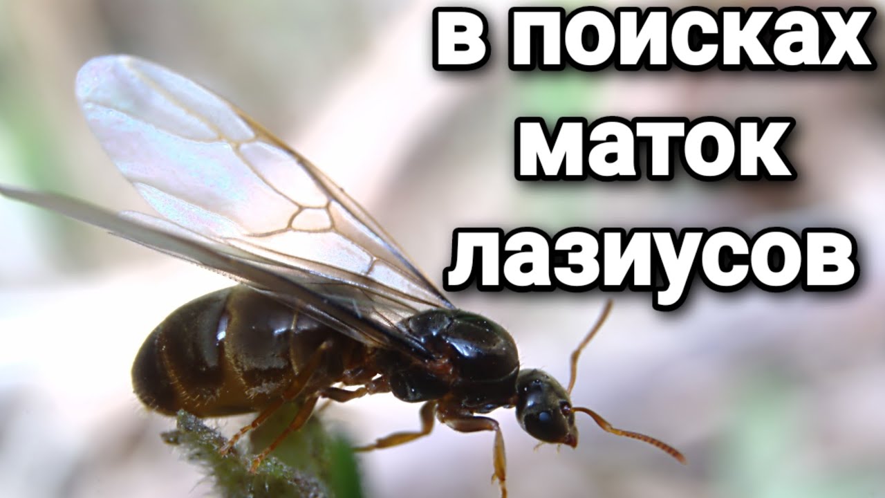 В поисках маток лазиусов. #МуравьиЯрославль