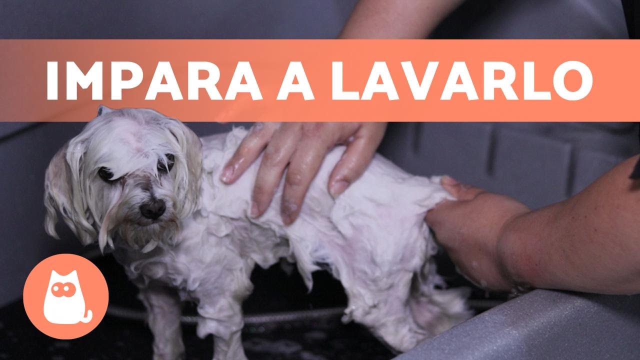 Come lavare il CANE in CASA? 🐶🚿 (Tecnica professionale)