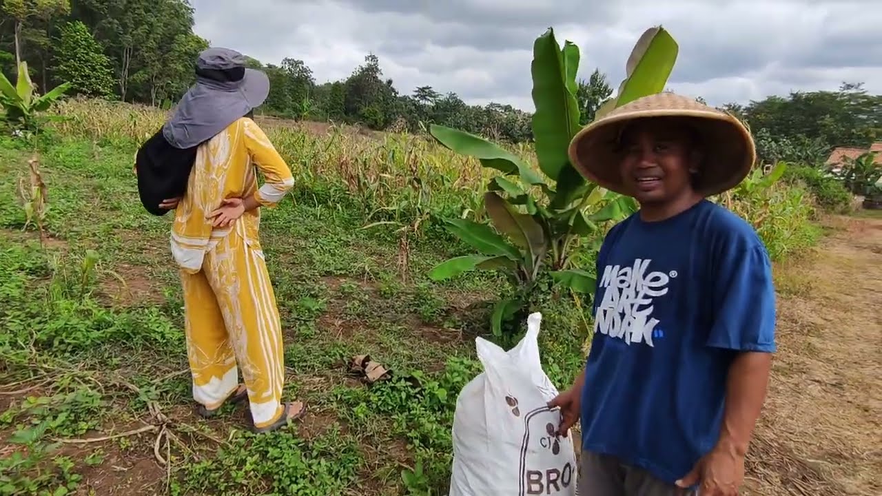 Waah ada petani dari Kudus juga ni , panen kacang 