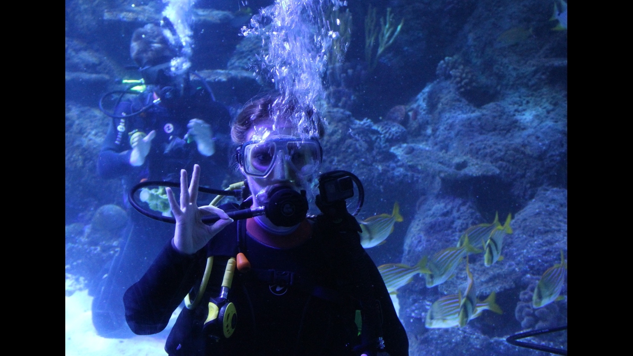 Skegness Aquarium - Dive Experience (GoPro)