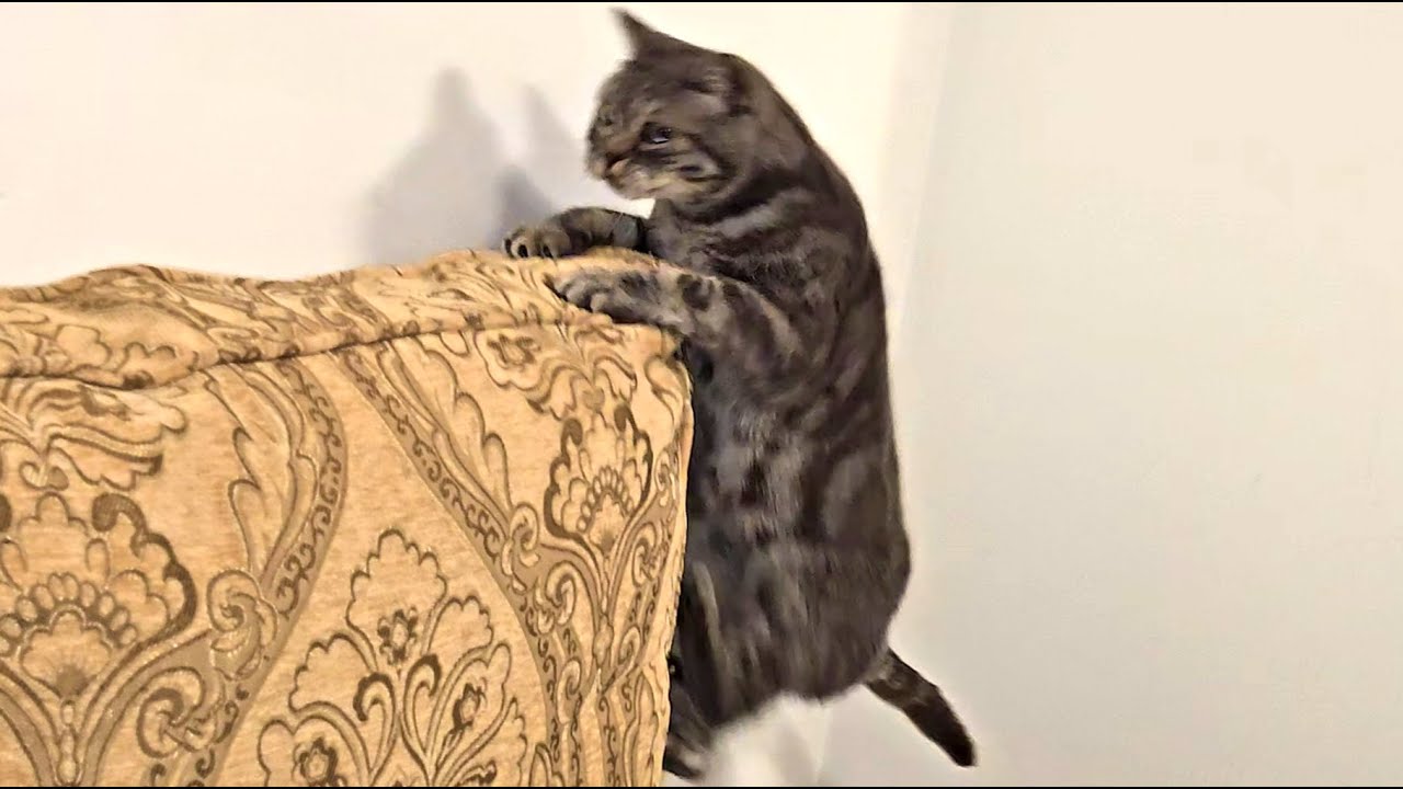 Cat Acting Weird
